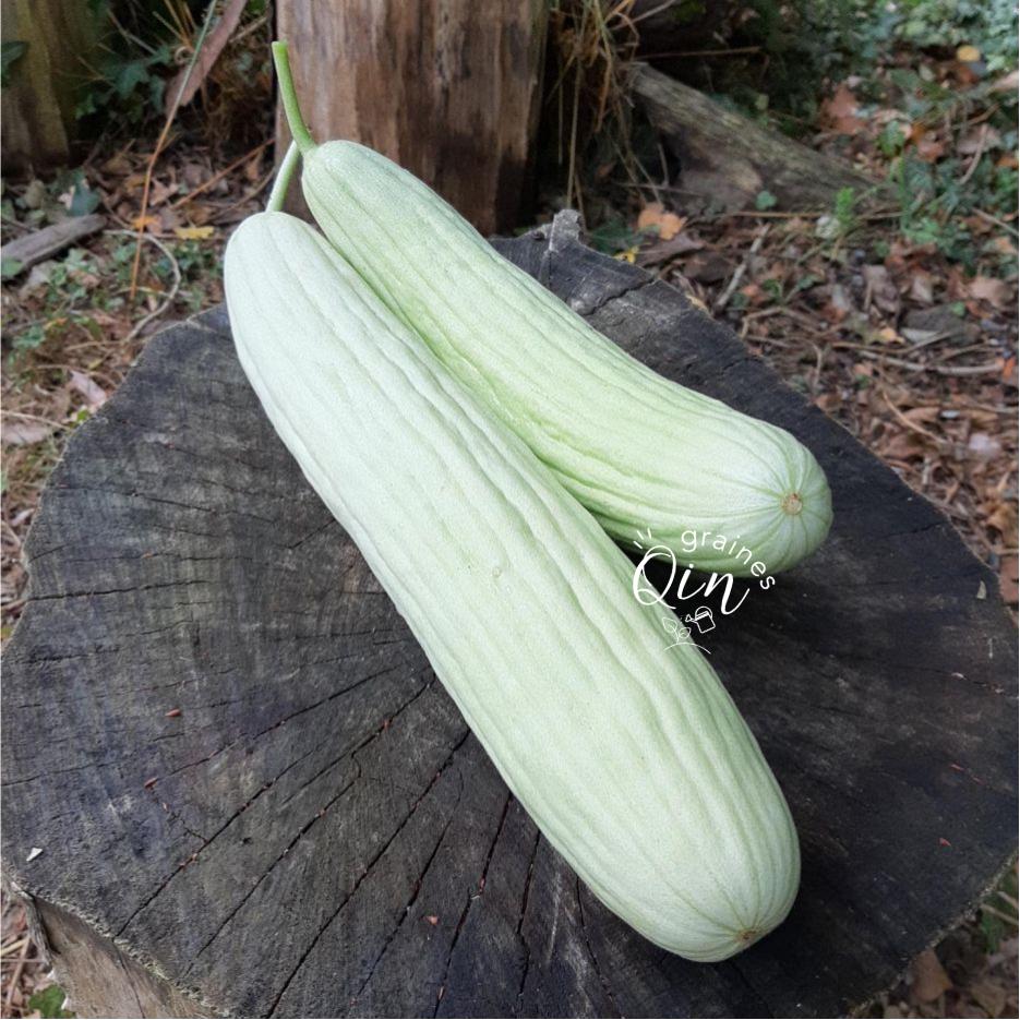 concombre arménien ou concombre d'Arménie (Cucumis melo var. flexuosus)