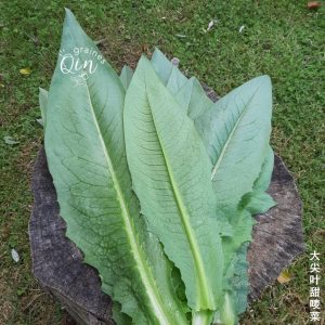 les grandes feuilles de la laitue Tian Mai Tsaï Ba Jia après récolte