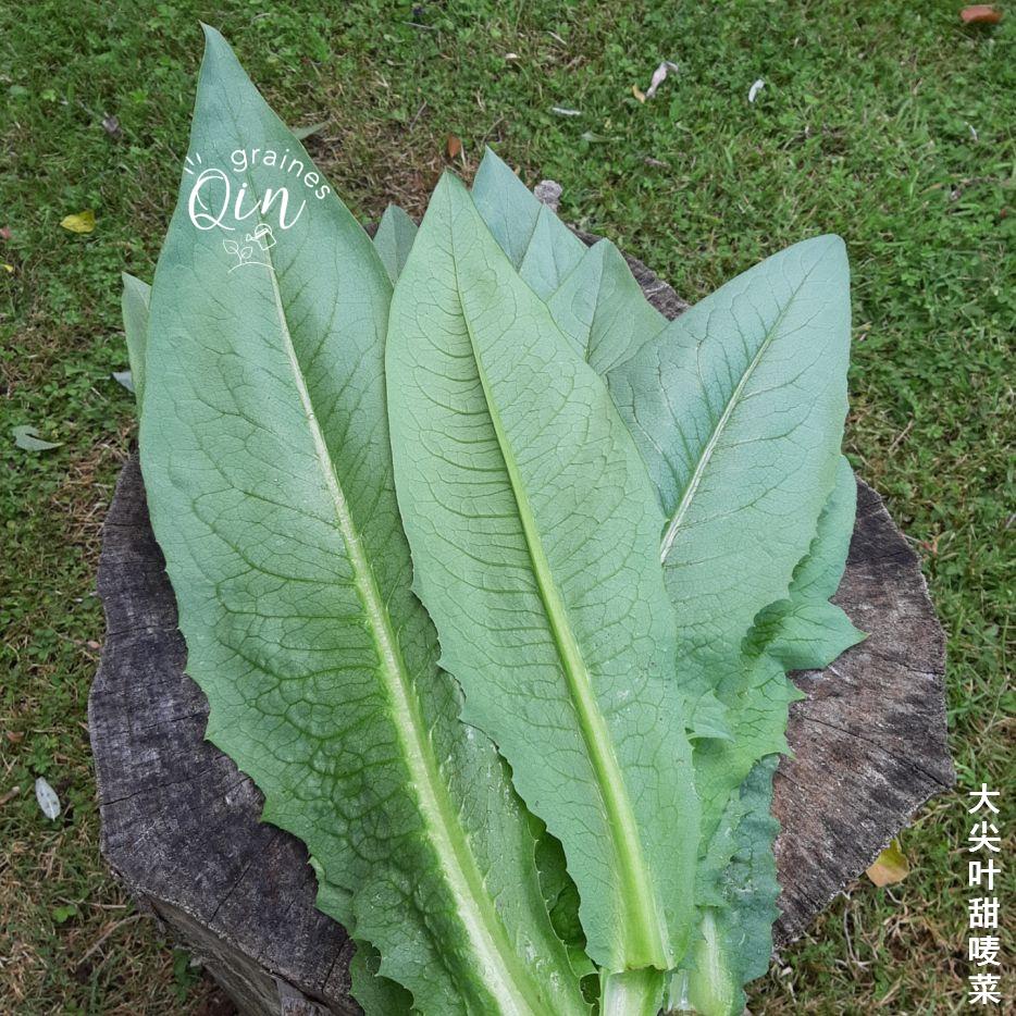 les grandes feuilles de la laitue Tian Mai Tsaï Ba Jia après récolte