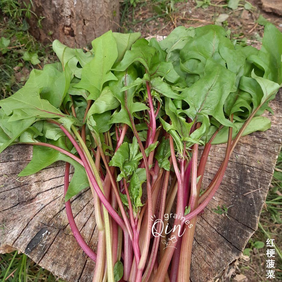 épinard rouge aux tiges rouges