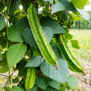 haricot ailé vert en culture
