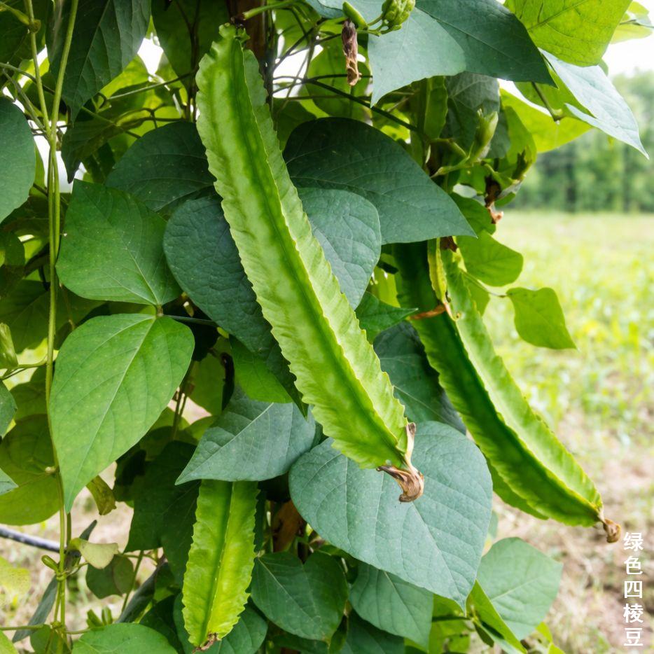 haricot ailé vert en culture